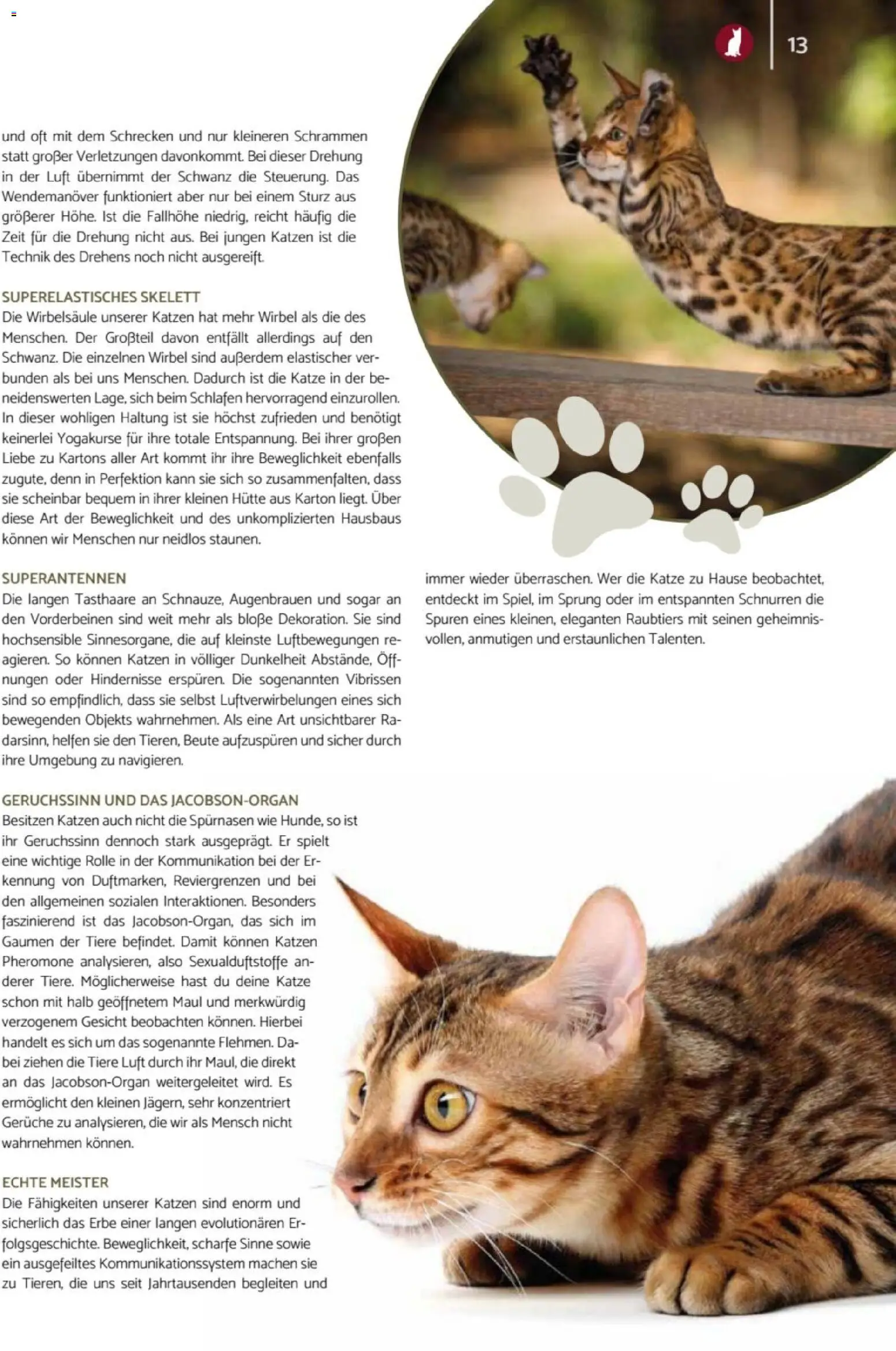 zookauf - Heimtier Journal - Seite 13 - gültig ab 01.12.2025