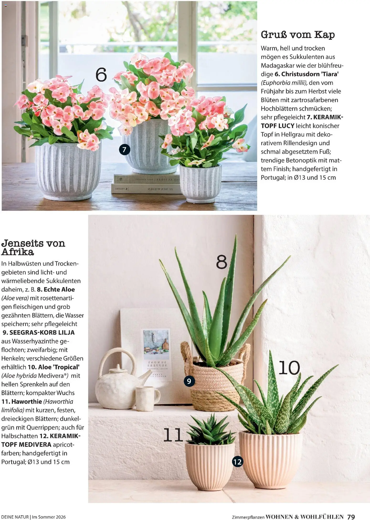 Dehner Prospekt 	 - Seite 79 - gültig ab 17.04.2026