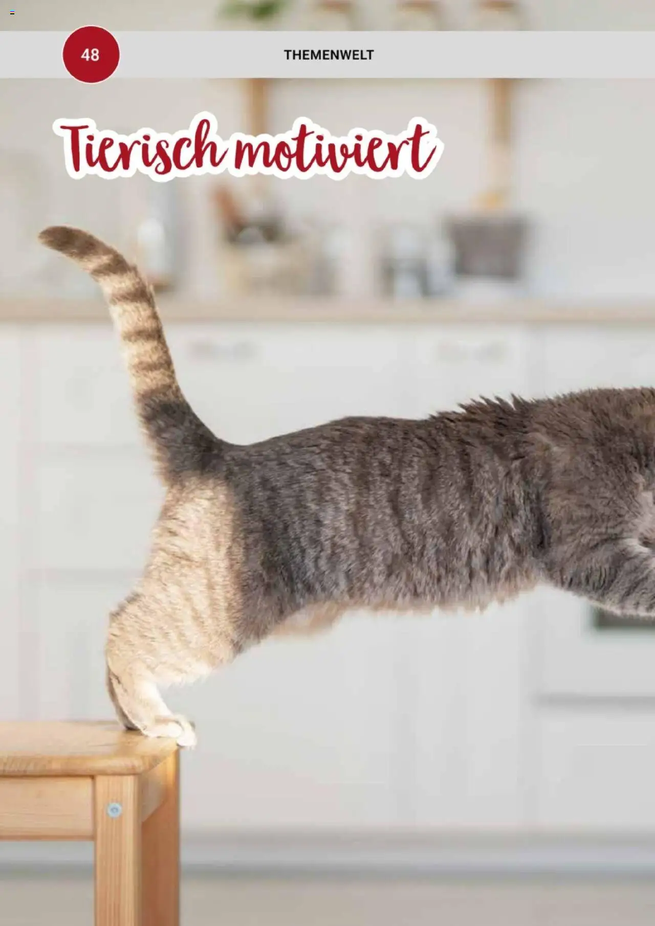 zookauf Themenkatalog Katze - Seite 48 - gültig ab 01.10.2025