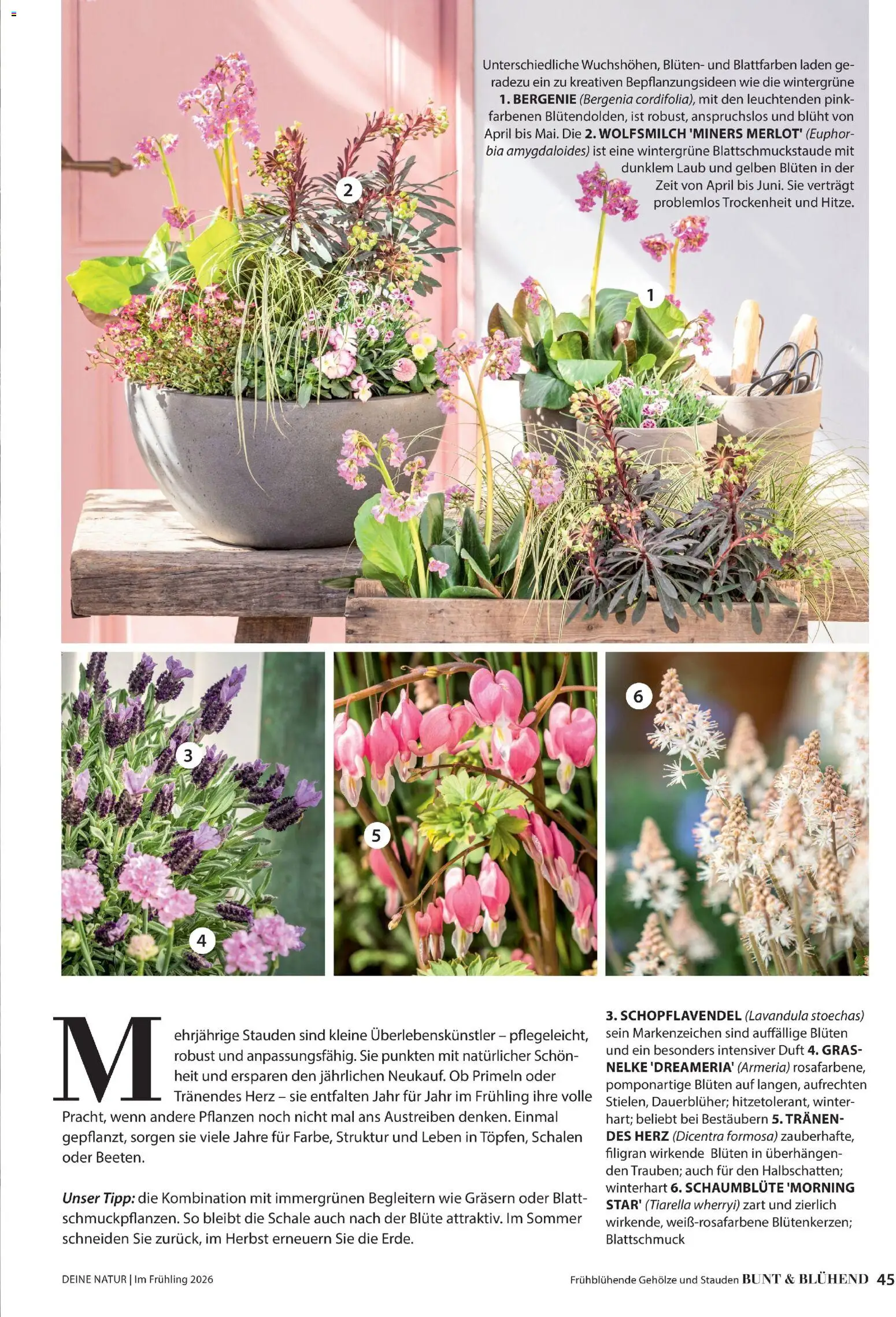 Dehner Flugblatt - page 45- valid from 05.03.2026