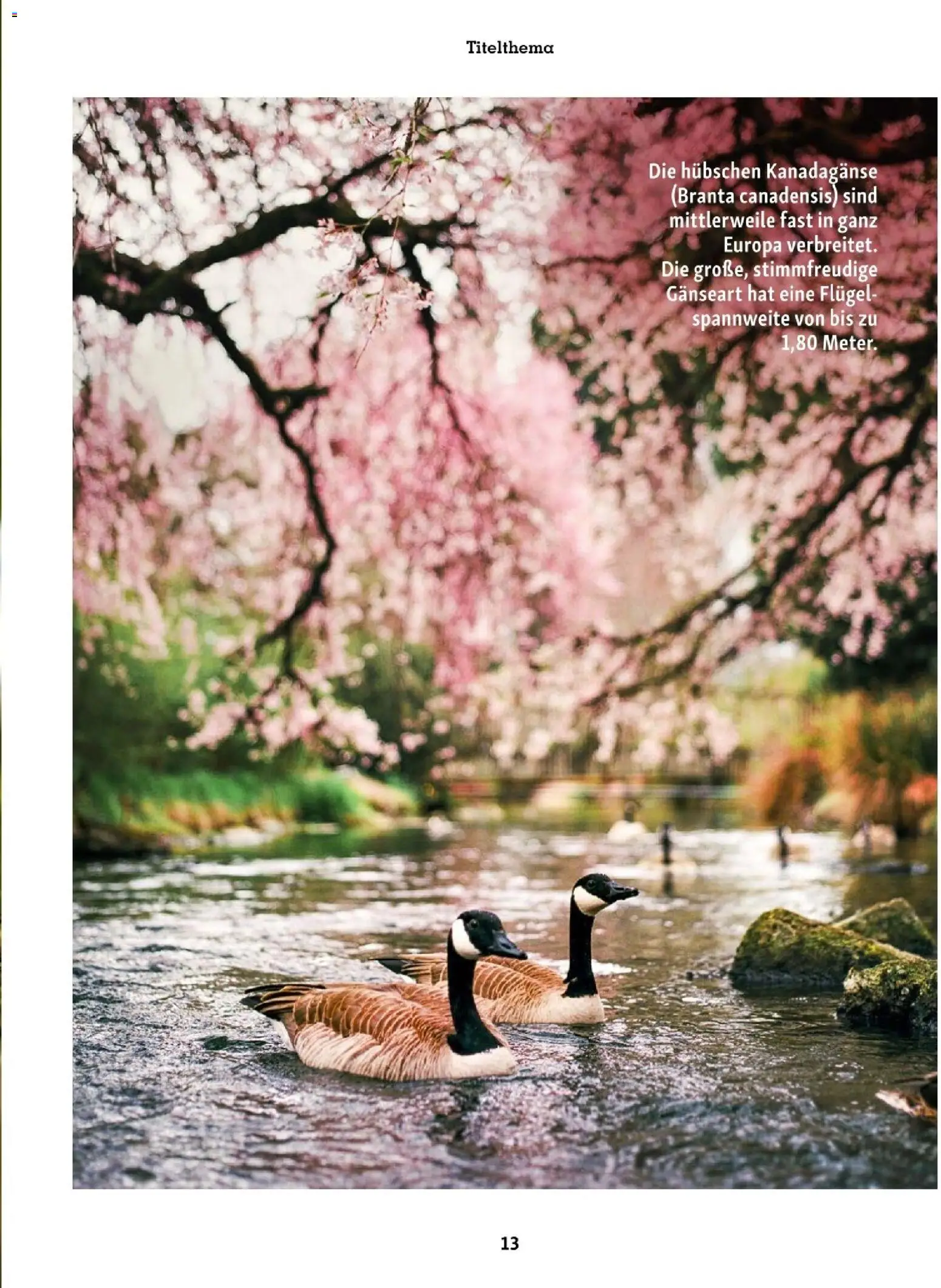 Fressnapf Friends 02/26 - page 13- valid from 01.03.2026