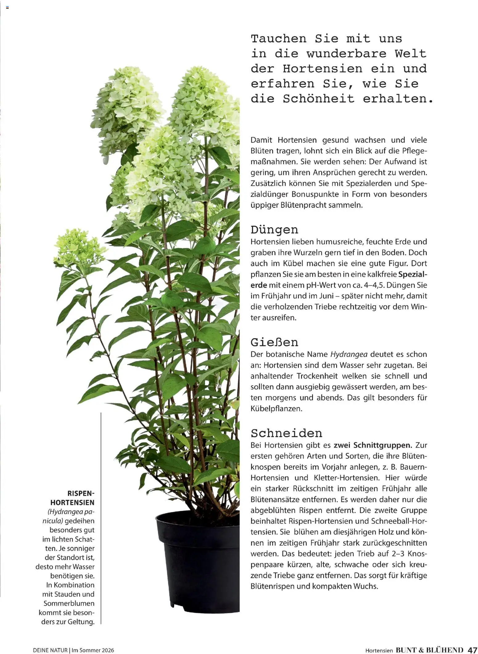 Dehner Prospekt 	 - Seite 47 - gültig ab 17.04.2026