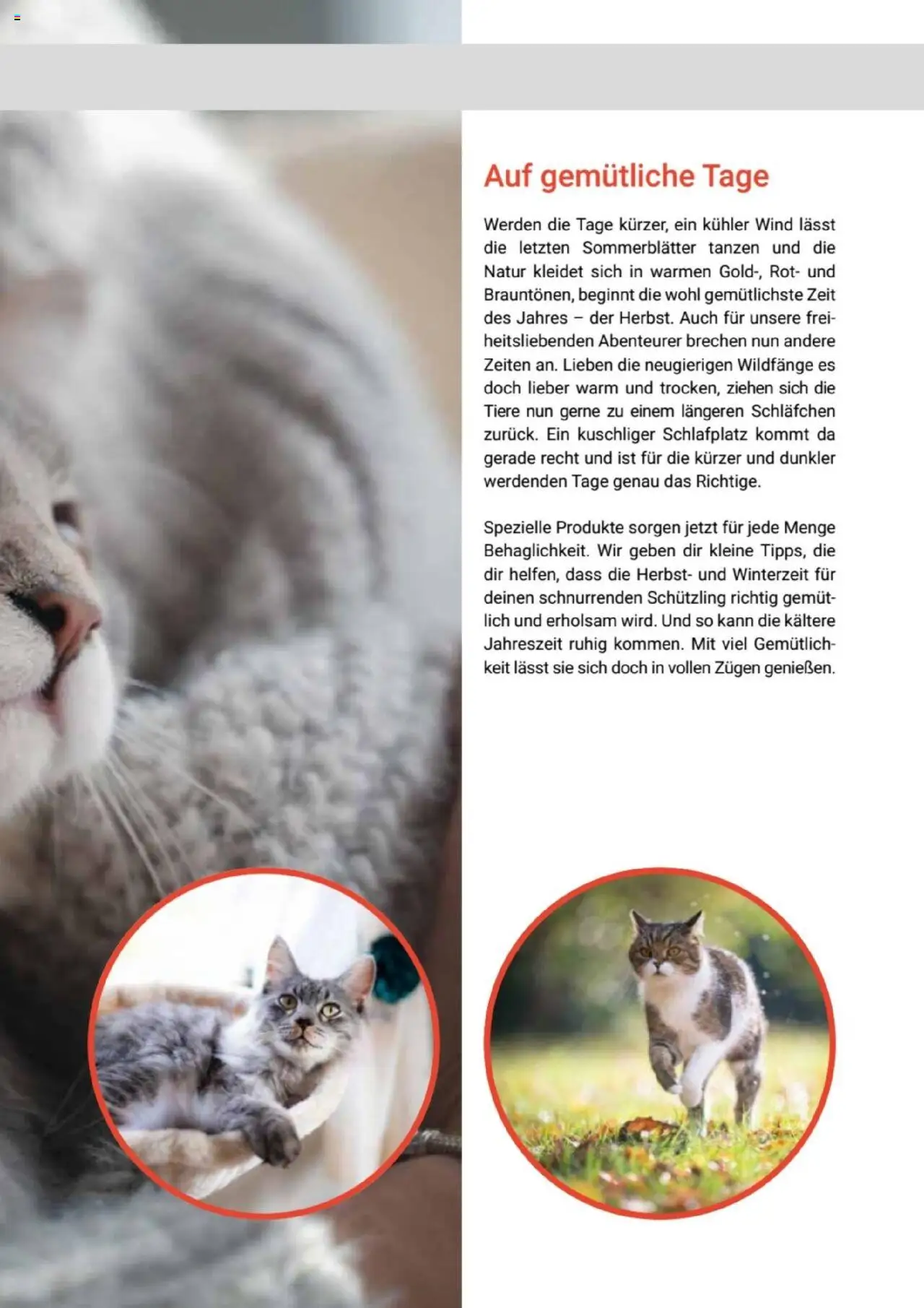 zookauf Themenkatalog Katze - Seite 45 - gültig ab 01.10.2025