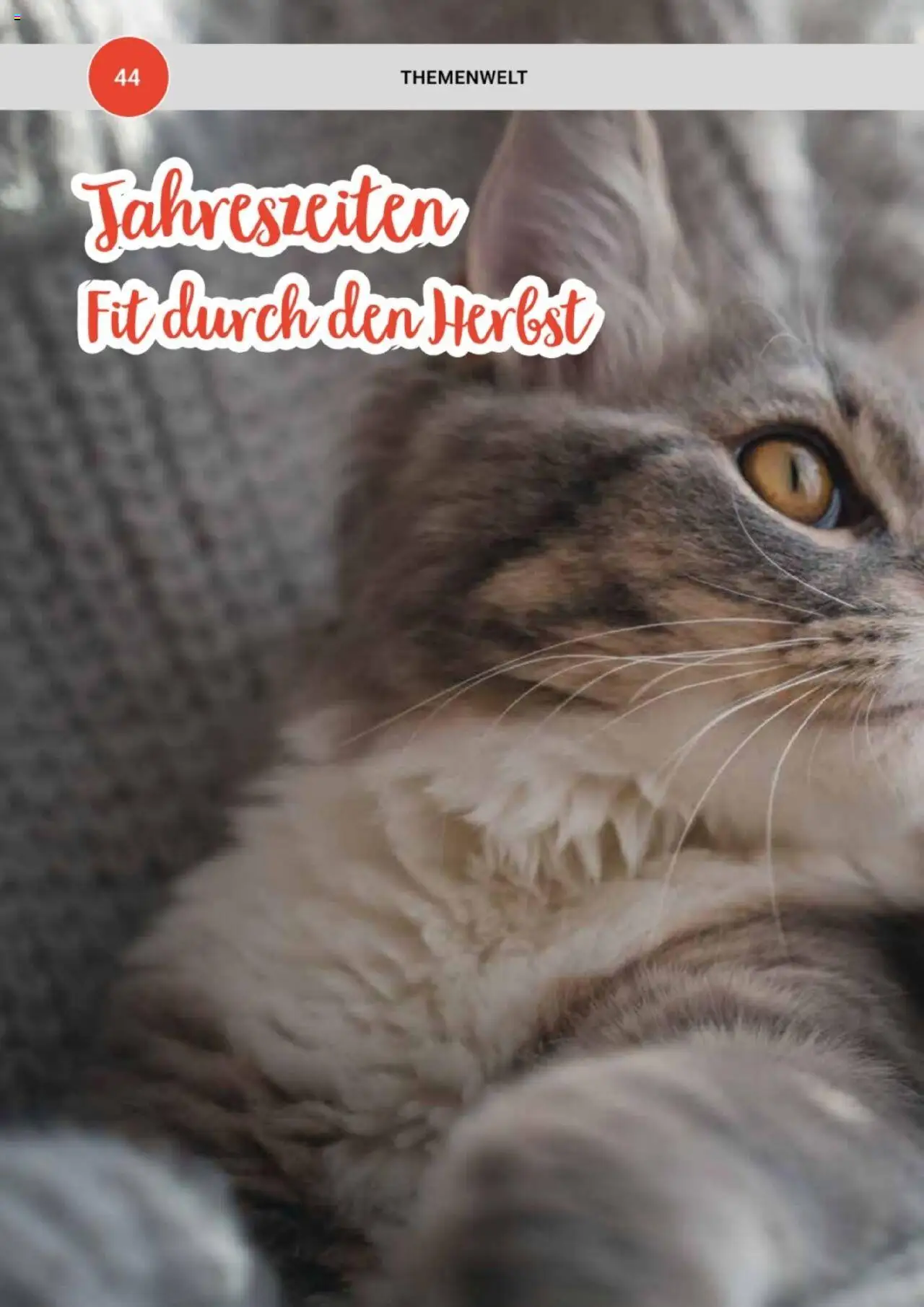 zookauf Themenkatalog Katze - Seite 44 - gültig ab 01.10.2025