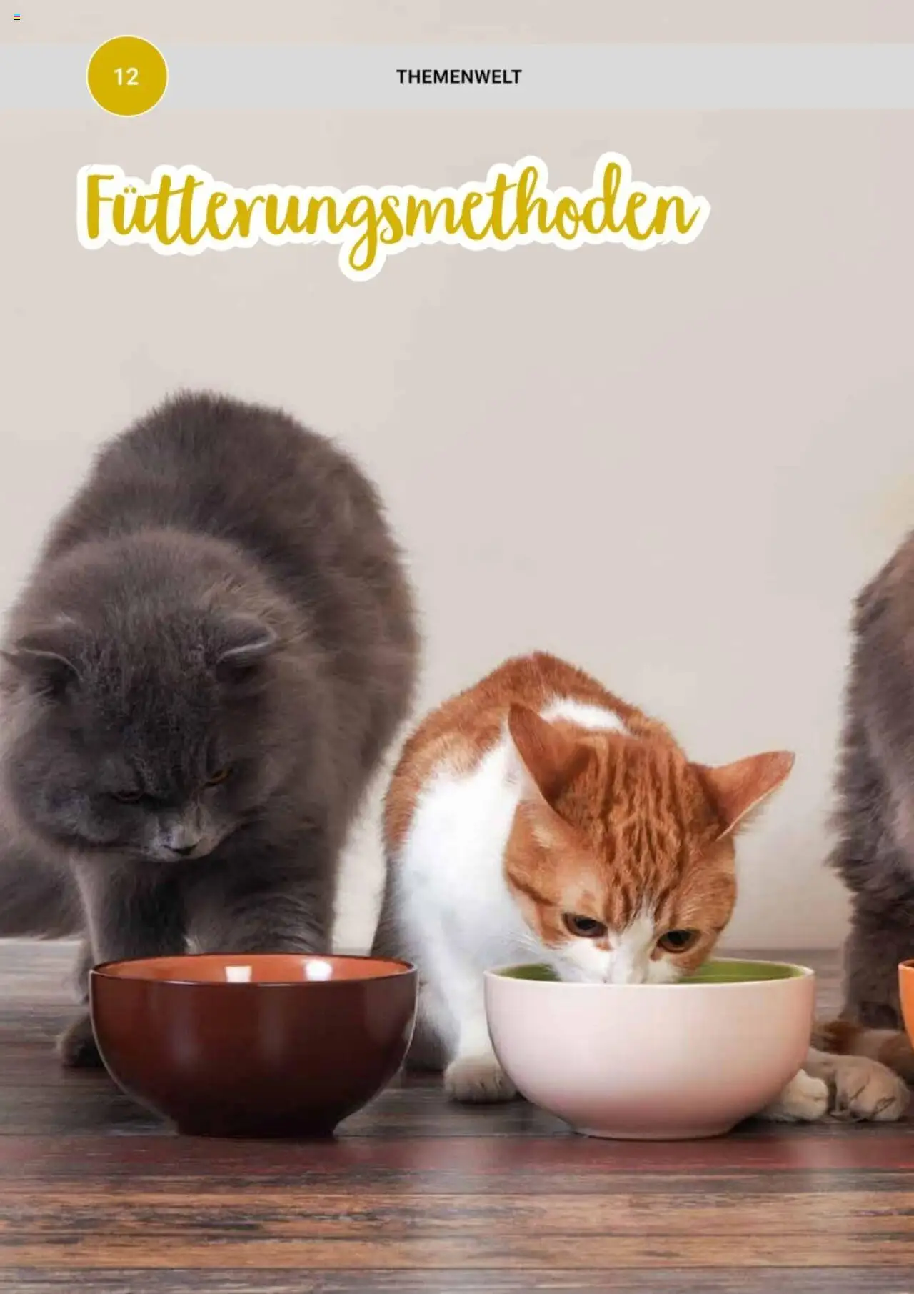 zookauf Themenkatalog Katze - Seite 12 - gültig ab 01.10.2025