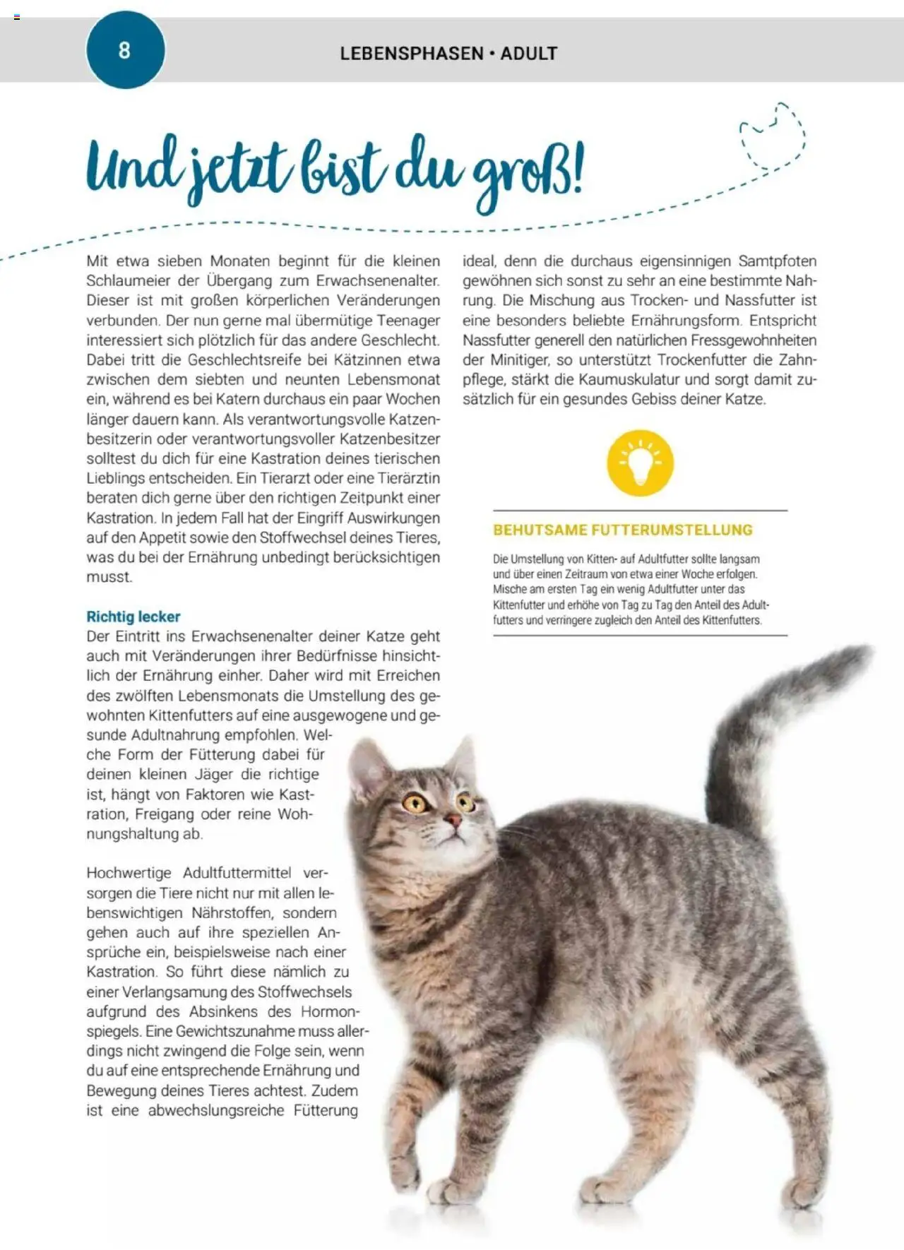 zookauf Themenkatalog Katze - Seite 8 - gültig ab 01.10.2025