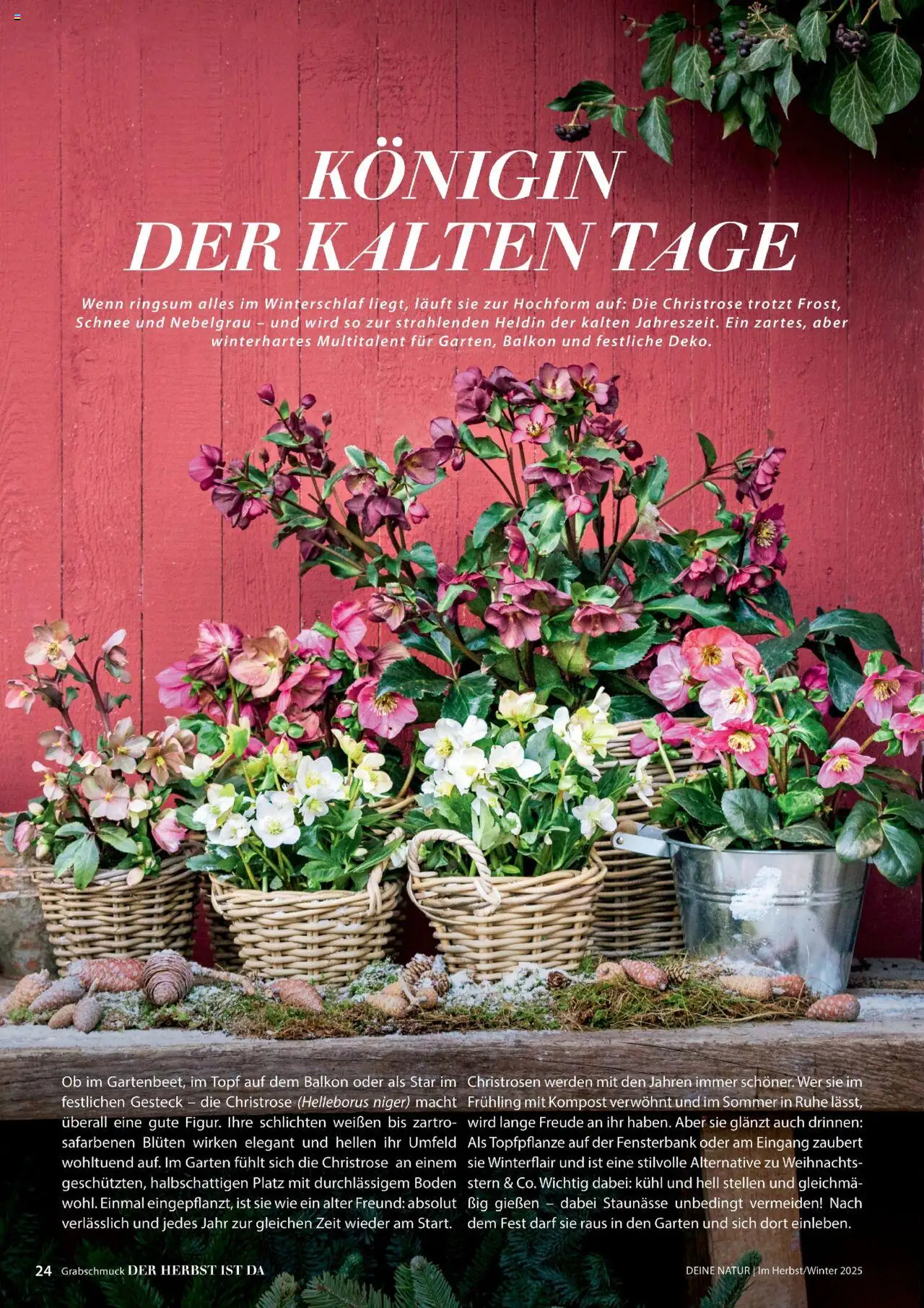 Dehner Prospekt Deine Natur - Seite 24 - gültig ab 09.10.2025