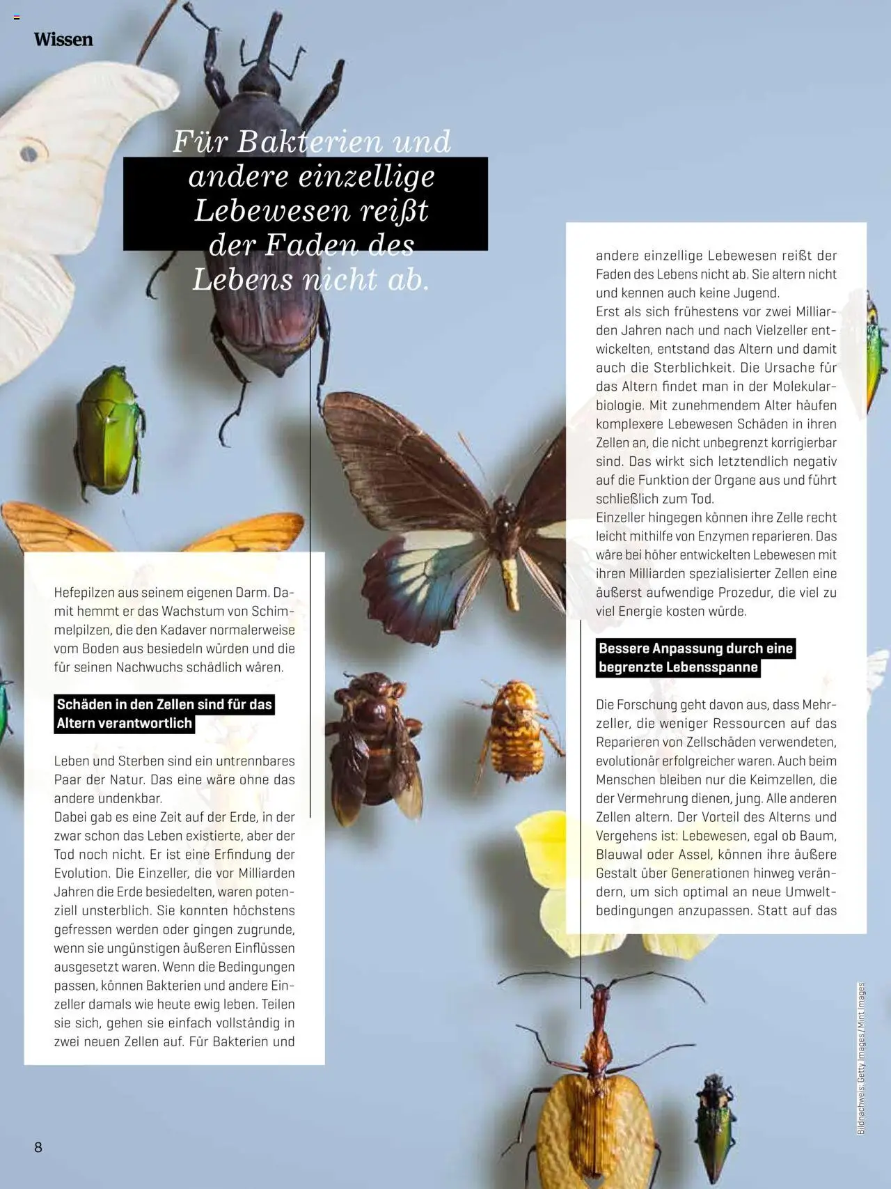 Denns BioMarkt KREO Magazin - Seite 8- gültig ab 14.07.2025