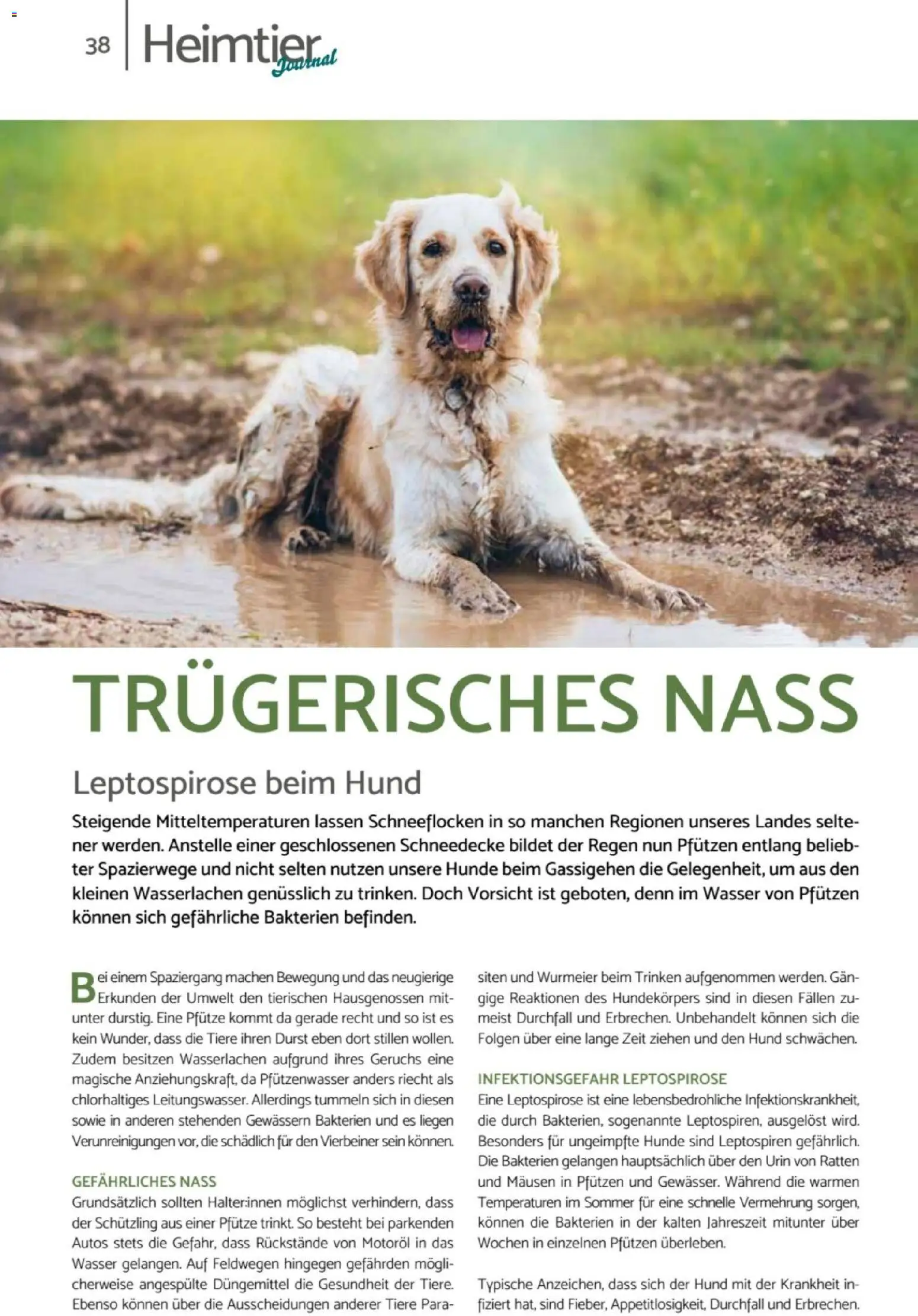 zookauf  Heimtier Journal - Seite 38 - gültig ab 01.02.2026