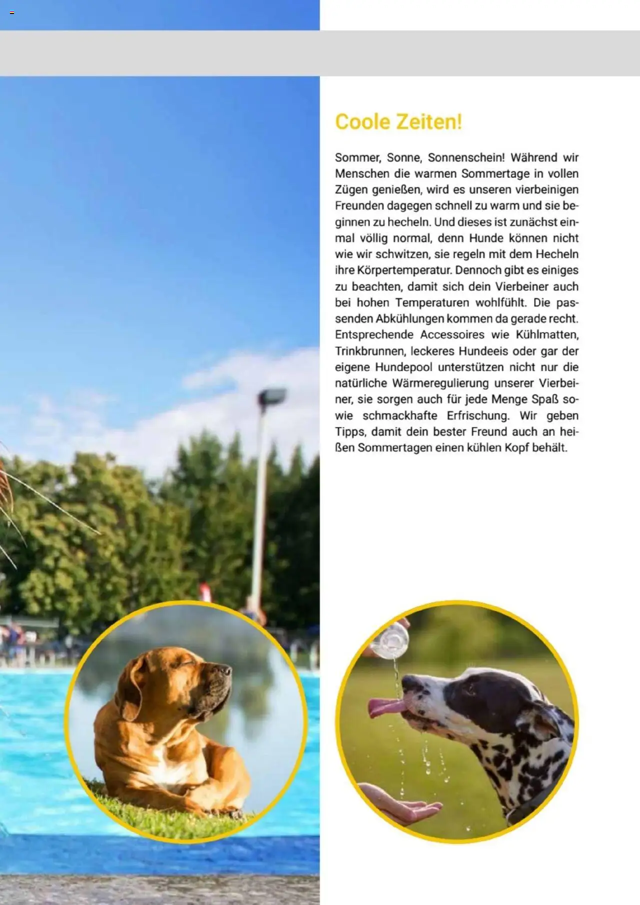 zookauf  Themenkatalog Hund - Seite 33 - gültig ab 20.05.2025
