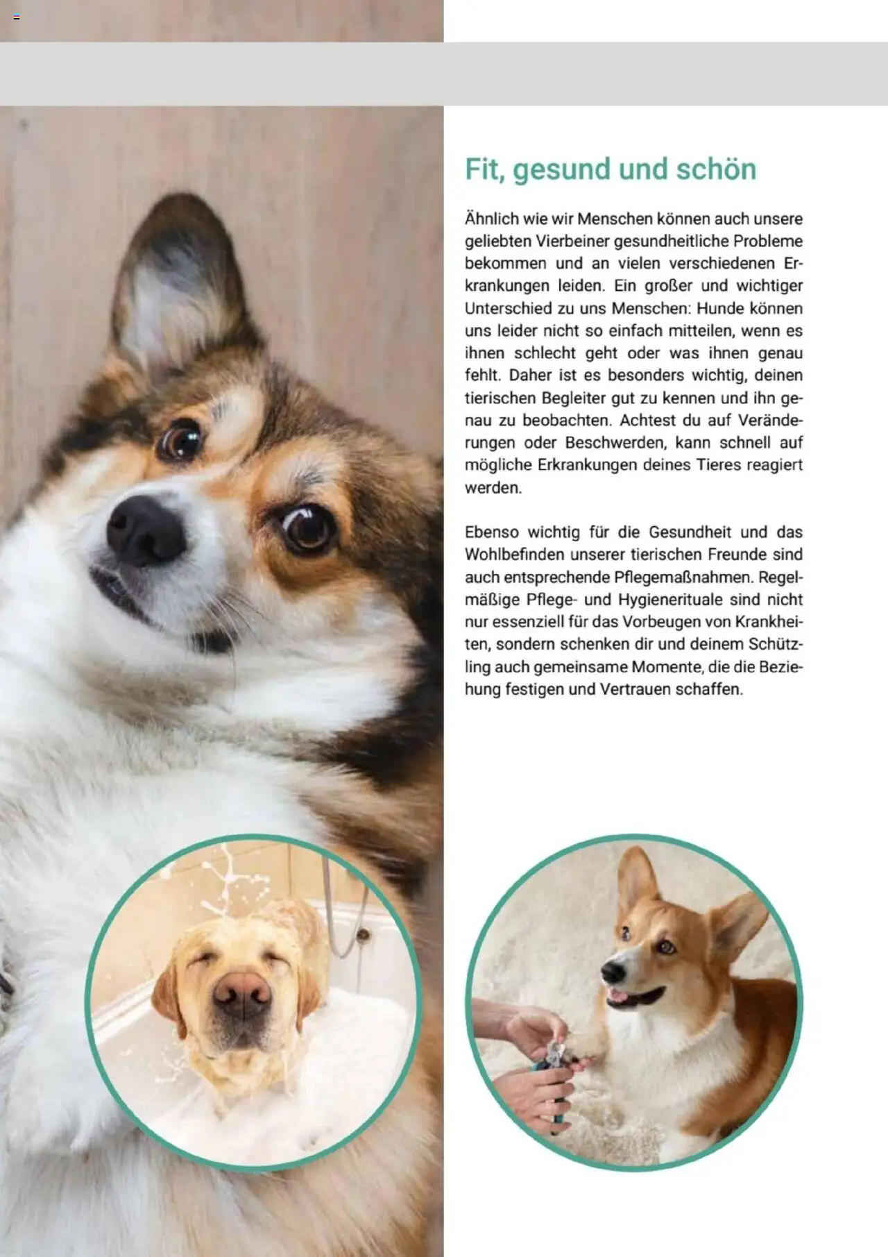 zookauf  Themenkatalog Hund - Seite 43 - gültig ab 20.05.2025