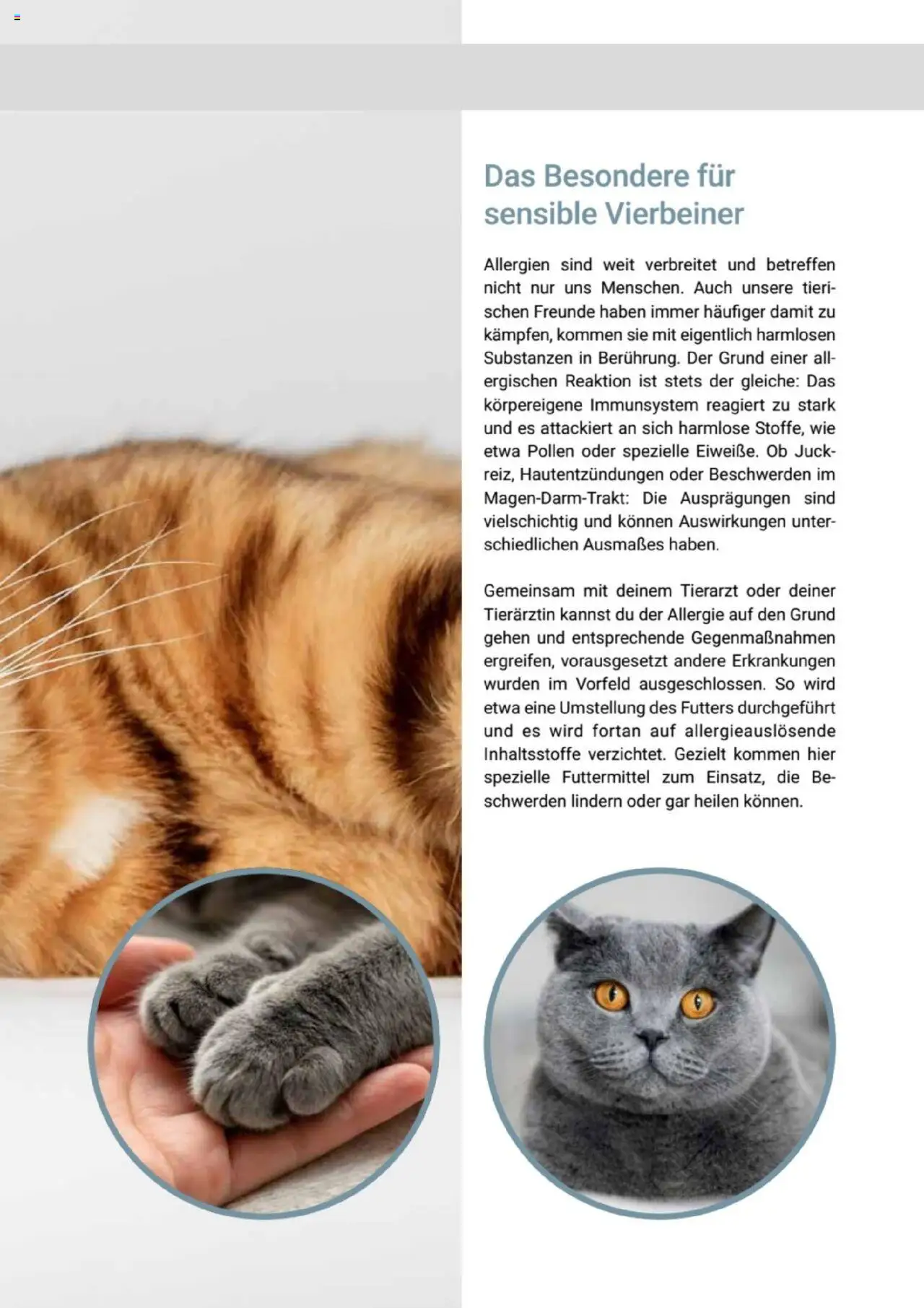 zookauf Themenkatalog Katze - Seite 23 - gültig ab 01.10.2025