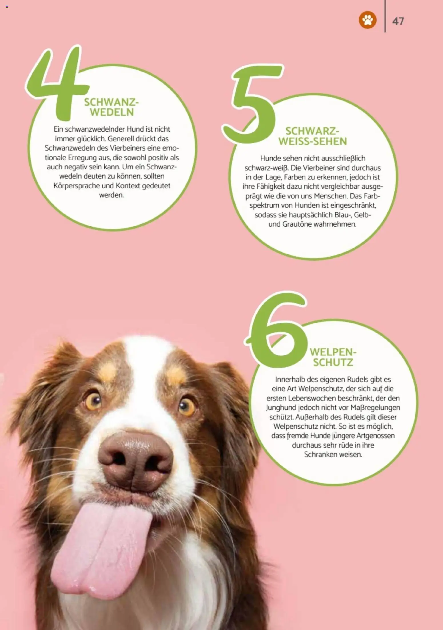 zookauf - Heimtier Journal - Seite 47 - gültig ab 01.12.2025