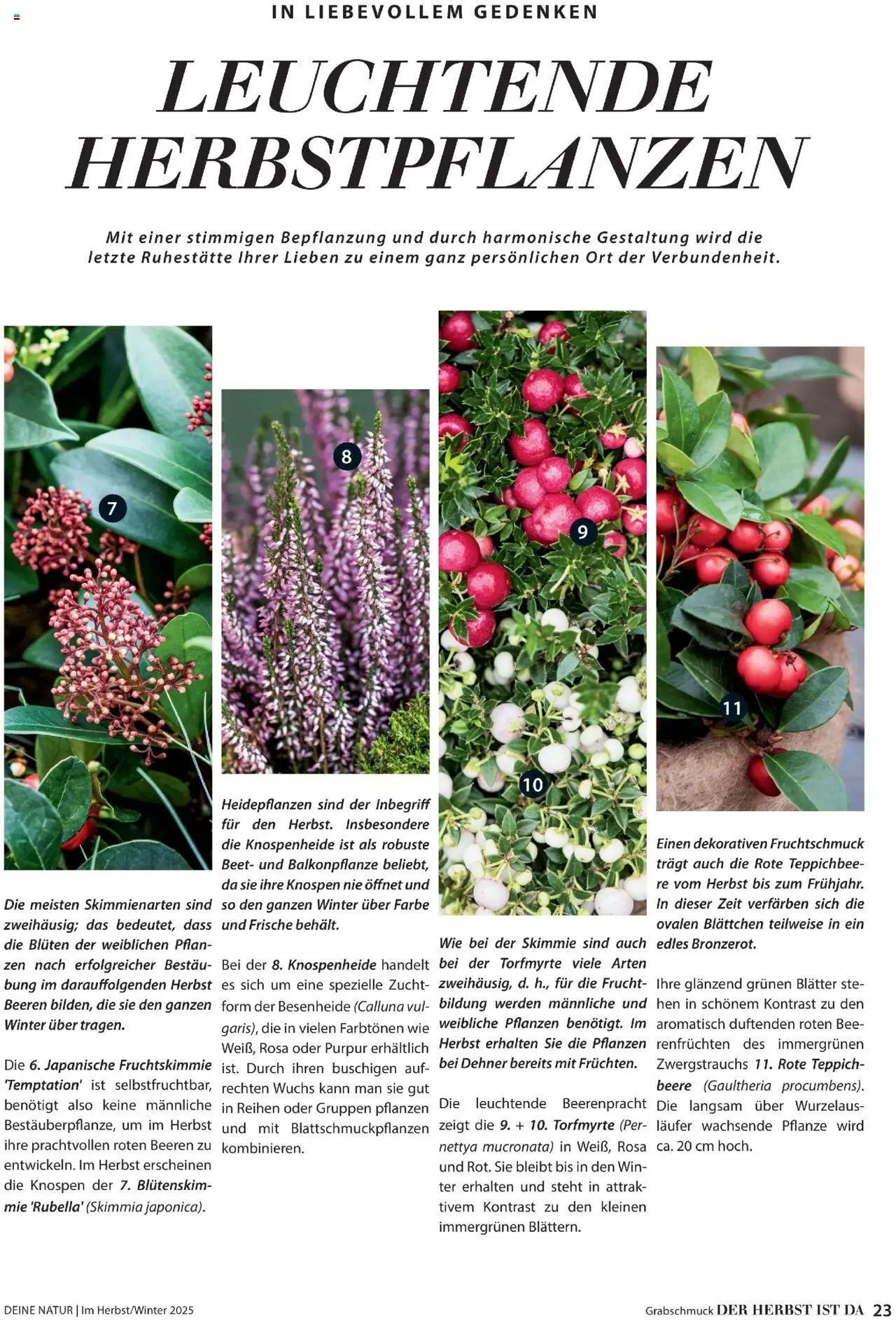 Dehner Prospekt Deine Natur - Seite 23 - gültig ab 09.10.2025