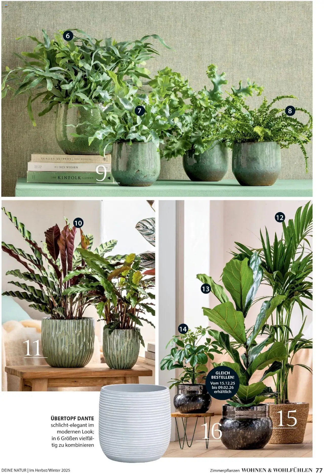 Dehner Prospekt Deine Natur - Seite 77 - gültig ab 09.10.2025