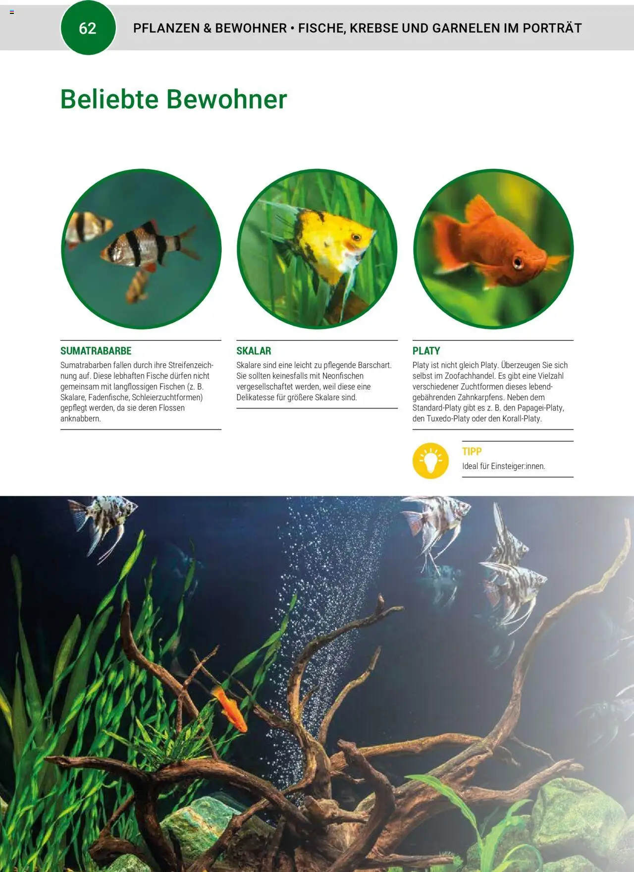 zookauf Aquaristik - Seite 62 - gültig ab 24.09.2024