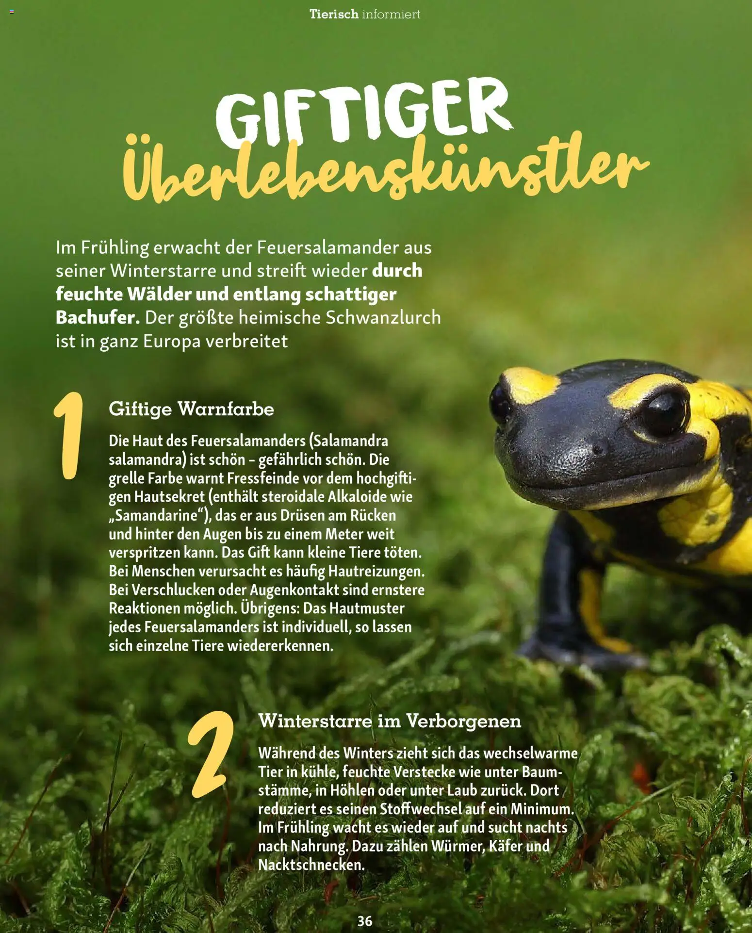 Fressnapf Friends Magazin - Seite 36 - gültig ab 02.03.2026