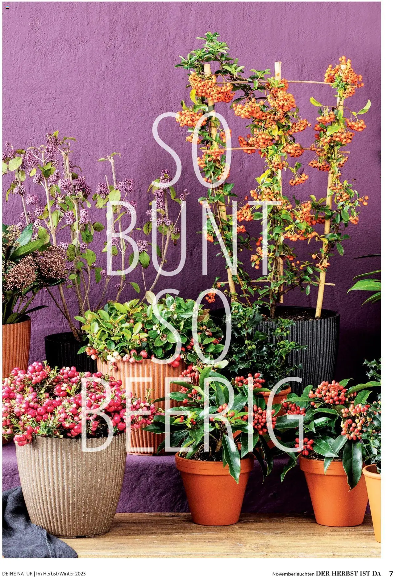 Dehner Prospekt Deine Natur - Seite 7 - gültig ab 09.10.2025